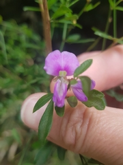 Pedleya acanthoclada