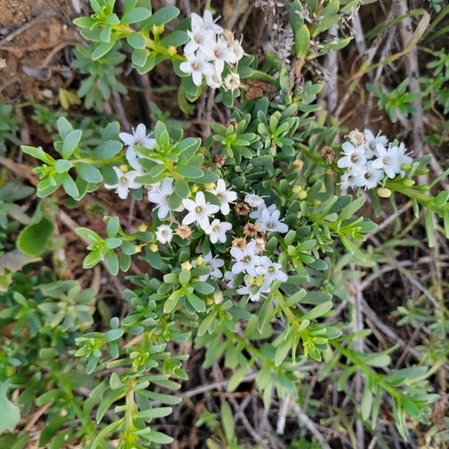 Myoporum parvifolium