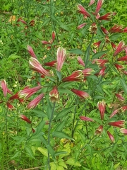 Alstroemeria psittacina