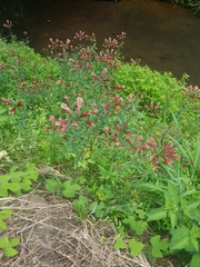 Alstroemeria psittacina