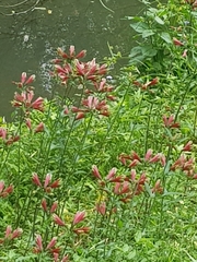 Alstroemeria psittacina