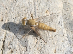 Aphoebantus
