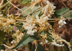 Cuscuta tuberculata