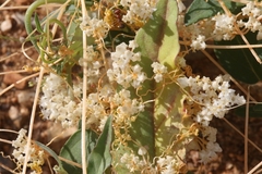 Cuscuta tuberculata