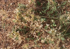 Cuscuta tuberculata