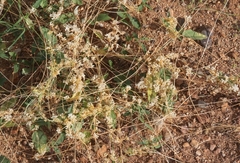 Cuscuta tuberculata