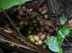 Bactris major