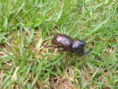 Dynastinae