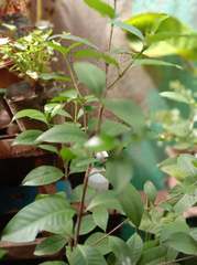 Myrcianthes fragrans