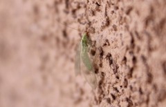 Chrysoperla comanche