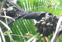 Bactris major