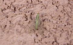 Chrysoperla comanche