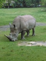 Rhinocerotidae