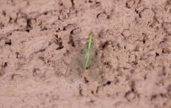 Chrysoperla comanche