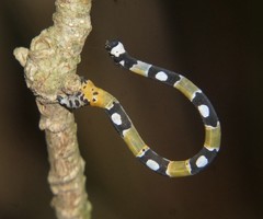 Proutoscia fenestraria