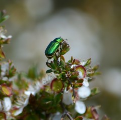 Diphucephala elegans