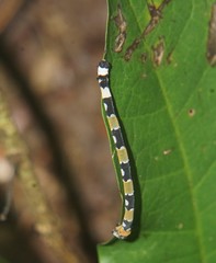 Proutoscia fenestraria