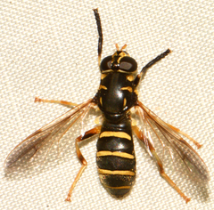 Temnostoma balyras