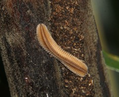 Platydesmus