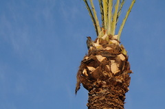 Melanerpes uropygialis