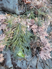 Bryopsis corticulans