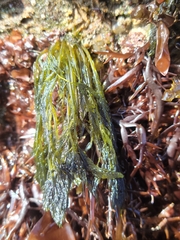 Bryopsis corticulans