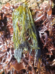 Bryopsis corticulans