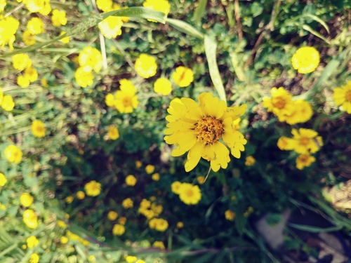 iNaturalist observation photo of tidy tips