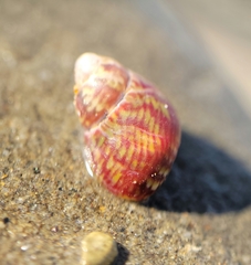 Eulithidium pulloides