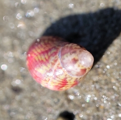 Eulithidium pulloides