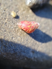Eulithidium pulloides