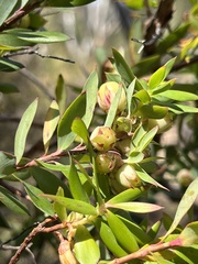 Styphelia triflora