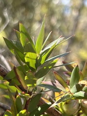 Styphelia triflora