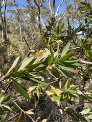 Styphelia triflora