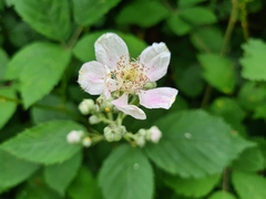 Rubus grabowskii