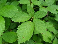 Rubus grabowskii