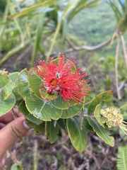 Metrosideros collina