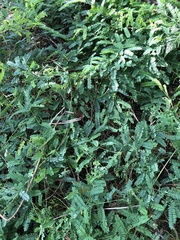 Abrus precatorius africanus