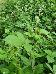 Rubus grabowskii