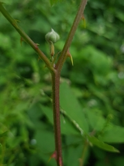 Rubus grabowskii