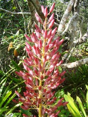 Portea petropolitana