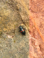 Astylus aulicus