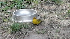 Sicalis flaveola