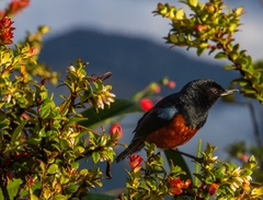 Diglossa gloriosissima