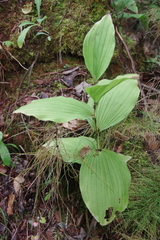 Cypripedium reginae