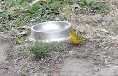 Sicalis flaveola