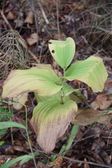 Cypripedium reginae