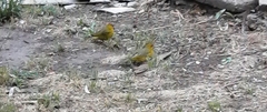Sicalis flaveola