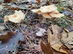 Singerocybe