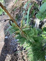 Lilium washingtonianum